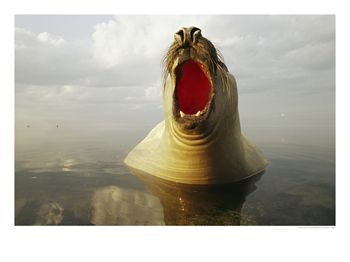 A Southern Elephant Seal Yawning - Photographic Print