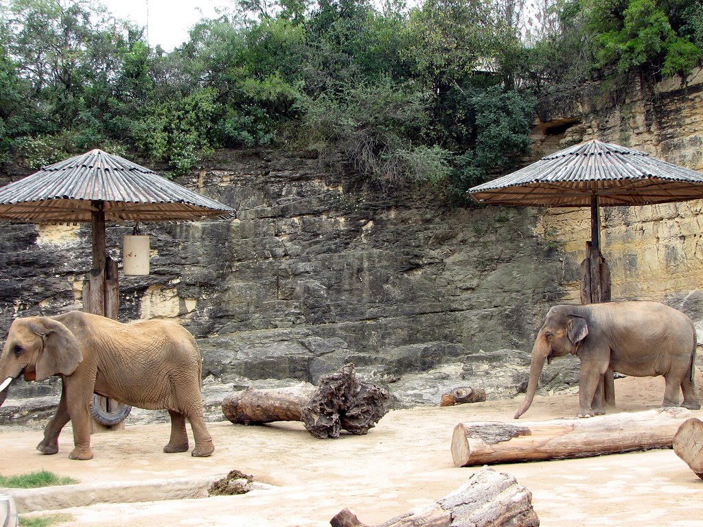 African and Asian Elephants, San Antonio Zoo